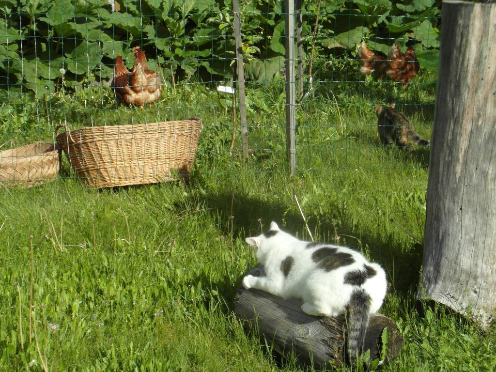 Вилла Farm Kosir Краньска Гора Экстерьер фото